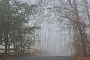 A road to foggy forest