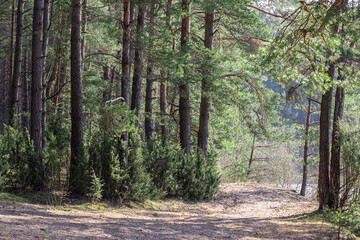  glade for camping in a coniferous forest in belarus.