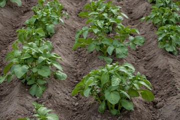 Potato bushes. Potato stalk in the garden. Selective focus.