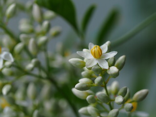 ナンテンの花