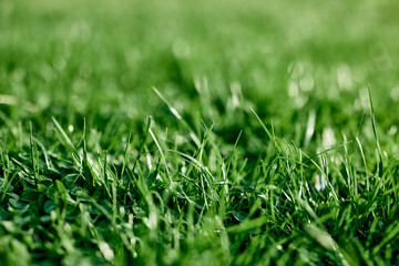 Fresh leaves of young green grass taken close-up on a summer sunny day in the light of a sunset...