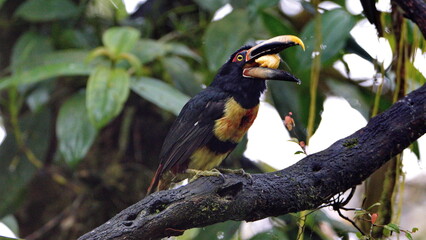 Pale-mandibled aracari (Pteroglossus erythropygius) perched in a tree, eating a banana, in Mindo, Ecuador