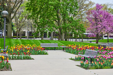 Indiana city park with benches surrounded by colorful spring tulip garden and cherry trees