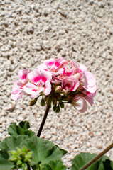 Flower on wall background