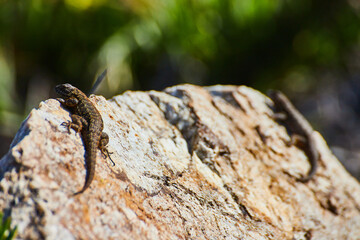 Beach rock with two adorable lizards resting