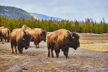 Herd of bison taking break and grazing in fields of midwest by mountains