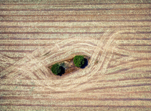 Aerial view of a lonely two tree among cereal fields.