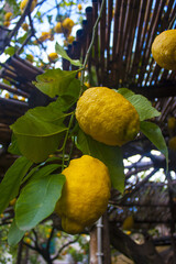 Lemons on a tree in a garden in Sorrento, Italy	