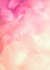Abstract blurred background of feathers. Pink fluffy bird feathers. Beautiful fog. The texture of delicate feathers