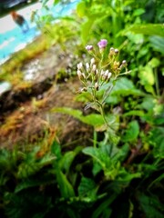 dim flowers in the afternoon