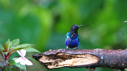 Velvet Purple Coronet (Boissonneaua jardini) hummingbird perched on a branch in Mindo, Ecuador