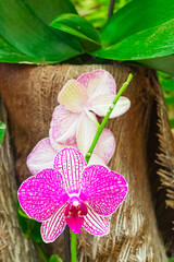 Purple and white dendrobium orchid blooming, with vegetation background
