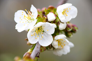 Spring. A branch with white flowers from an apple tree close-up on a blurred background, a garden in the distance