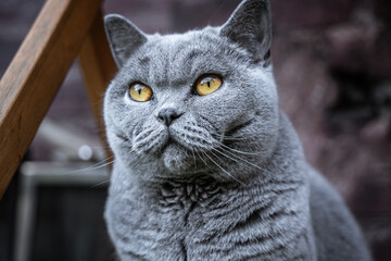 schöne britisch kurzhaar Katze