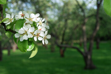 Branch with white pear flowers. Pear blossom in the spring garden.