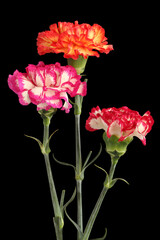 Three colorful carnations isolated on black background