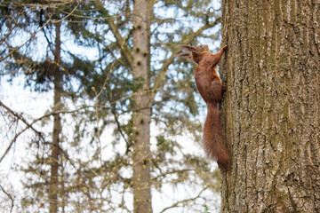 little squirrel on a tree