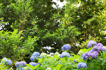 快晴の公園に咲く青いアジサイ（東京都千代田区）