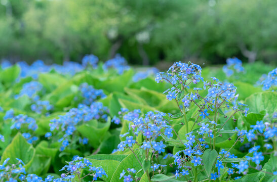 Blooming Brunnera large-leaved (lat. Brunnera macrophylla) in the spring garden. Small blue flowers brunnera.