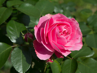 Beautiful pink rose in the park close up