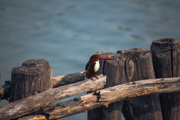 Kingfishers or Alcedinidae are a family of small to medium-sized, brightly colored birds in the order Coraciiformes.