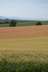 Fototapeta na wymiar 夏の三色の畑作地帯 