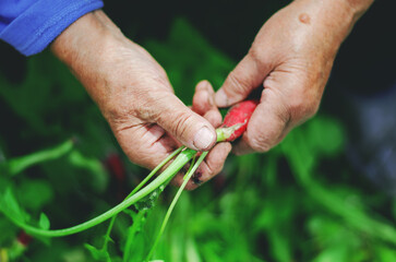 Middle age woman holding a radish in her hands
