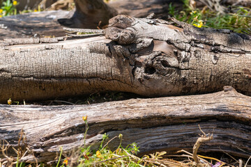 野原に転がっている丸太　アウトドアイメージ
