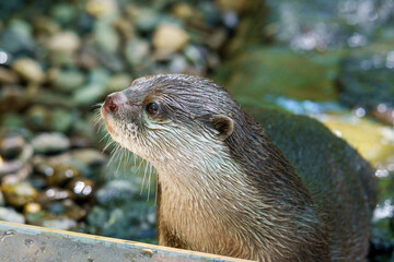 可愛い表情のカワウソ