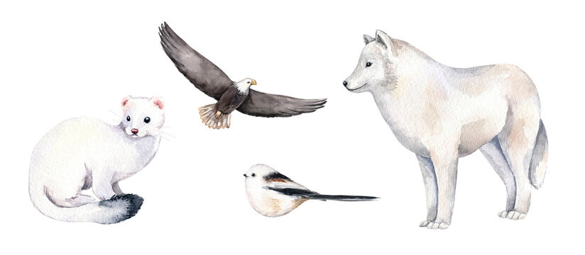 Watercolor woodland animal clipart set. White wolf, bird, ermine, eagle. Hand drawn illustration.  Design for prints, postcards, greeting cards, invitations