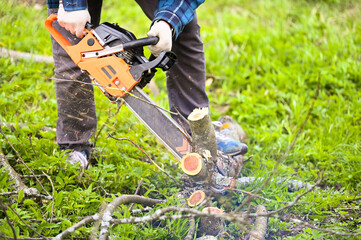 lumberjack cuts a tree branch with a chainsaw. harvesting firewood in the garden. sawing a tree. 