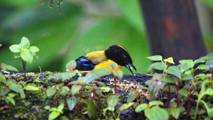 Black-chinned mountain tanager (Anisognathus notabilis) perched on a branch in Mindo, Ecuador