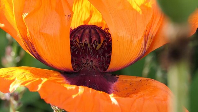 Mohnbl&uuml;te mit Eingang