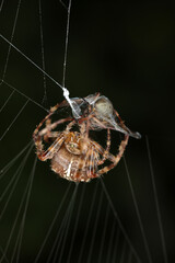 Araneus diadematus - female on web