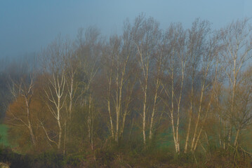 Row of poplar trees in Granada, on a foggy day at dawn.