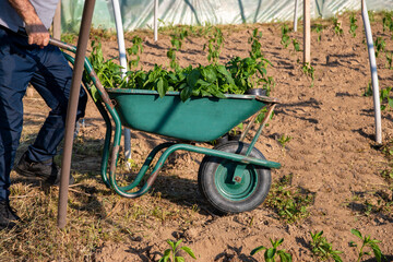 Mature man pushing wheelbarrow with  peppers. Organic farm products. Farmer working on sowing season.