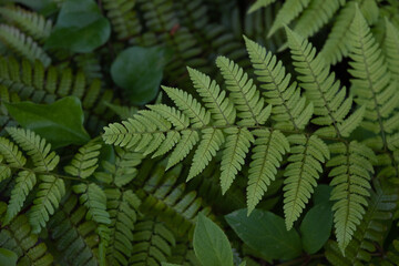 ferns, ivy, and other little plants in the shade