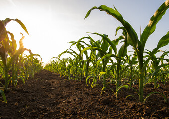 Open corn field at sunset.