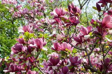Blooming pink and white magnolia on a spring sunny day in the park