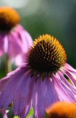 Close up of the head of a purple coneflower, Echinacea purpurea, family Asteraceae. Shallow depth of field