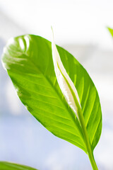  close-up of a closed Spathiphyllum bud and its leaves.