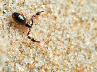A pseudoscorpion walking down a beach dune.    