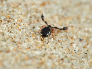 A pseudoscorpion walking down a beach dune.    