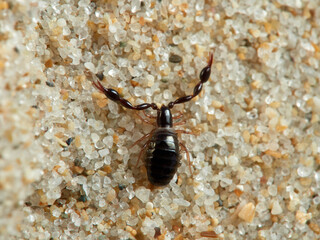 A pseudoscorpion walking down a beach dune.    