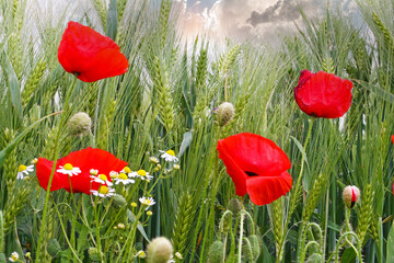 Closeup of isolated agriculture wheat field, green ears, red blooming poppy and white yellow...