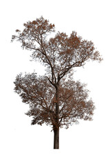 dying tree isolated on white background