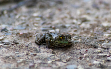 frog on the ground