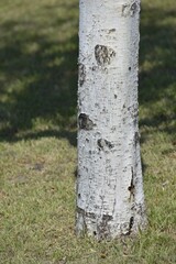 高原の白い貴公子　白樺