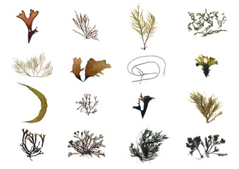 Red seaweed and brown seaweed set - obrazy, fototapety, plakaty