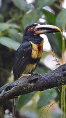 Pale-mandibled aracari (Pteroglossus erythropygius) perched in a tree in Mindo, Ecuador